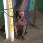 Pirata perro pitbull