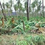 plantio de platanos