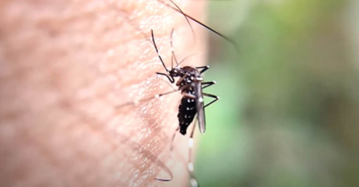 Prevén autoridades de Jalisco repunte de casos de dengue para 2024 Prevén autoridades de Jalisco repunte de casos de dengue para 2024