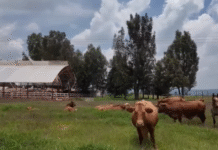 Detectan nuevos casos de gusano barrenador en México