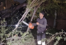 Operativo en Tlaquepaque: Quitan árboles secos