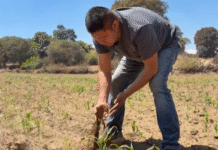 Productores de maíz amenazan con boicotear el Mundial 2026