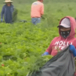 Empleo de mexicanos resiste embate migratorio de Trump