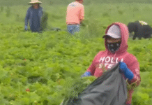 Empleo de mexicanos resiste embate migratorio de Trump